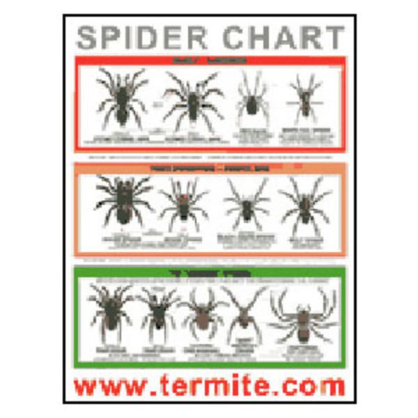Free Spider ID Chart