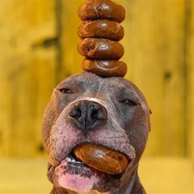 Einstein Bros: Dogs Eat Free W/ Purchase June 19 - 23