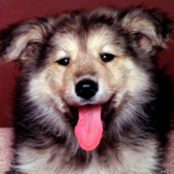 Cute Pet Contest