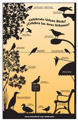 Free “Celebrate Urban Birds!” Kit