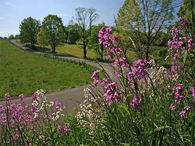 pink flowers by a roadside