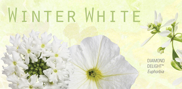 Winter White Flowers