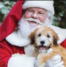 Free Pet Photo W/ Santa