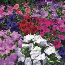 Cheerios: Free Wildflower Seeds