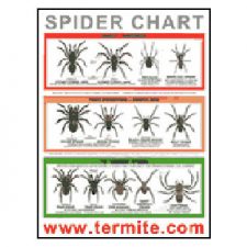 Free Spider ID Chart