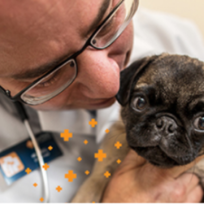 Free Banfield Pet Hospital Visit & Consultation