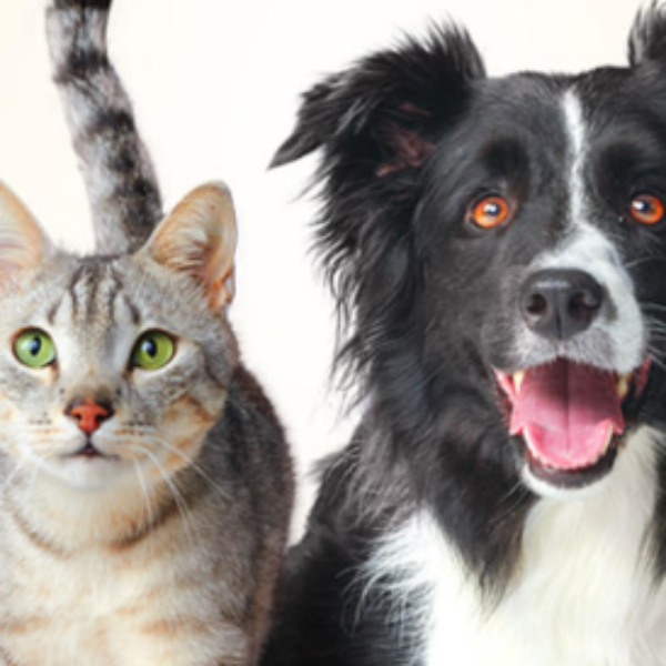 Free Bag of Purina ONE Dog or Cat Food