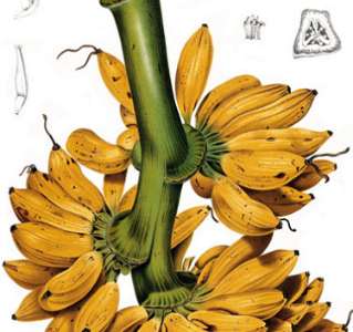 Bana Banana Fragrance Samples