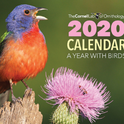 Free 2020 Cornell Ornithology Lab Calendar