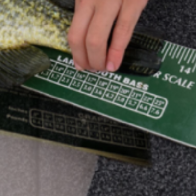 Free Fish Ruler & Info Packet - WI, ND, SD, IA, IL, MN Only