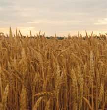 Free Holiday Gifts from Makers Mark