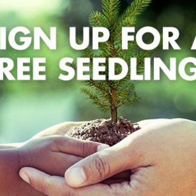 Free Tree Seedling