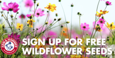 Free Wildflower Seeds from Arm & Hammer