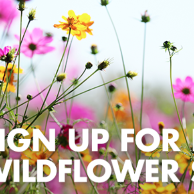 Free Wildflower Seeds from Arm & Hammer