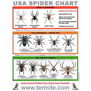 Free Spider Identification Chart