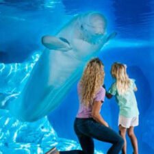 Free SeaWorld Admission for Kids