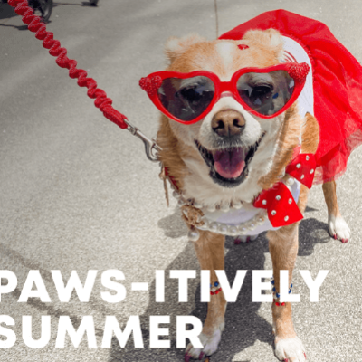 Free event in San Francisco: Paws-itively Summer
