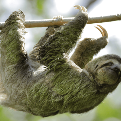 FREE Happy Sloth Co. Sticker
